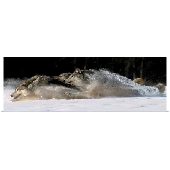 Great BIG Canvas | Rolled John Hyde Poster Print entitled Pack of Grey Wolves Running Through Deep Snow