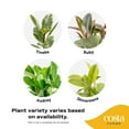 thumbnail image 2 of Costa Farms 12" Ficus Grower's Choice Live Plant in 5" Grower Pot, 2 of 9
