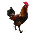 thumbnail image 4 of 4x estacas de estatua de animales de pollo estatua de pollo para patio trasero porche Patio hogar, 4 of 6