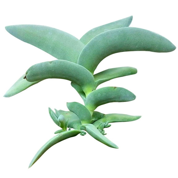 Crassula Falcata Propeller Succulent Plant (2 inch)