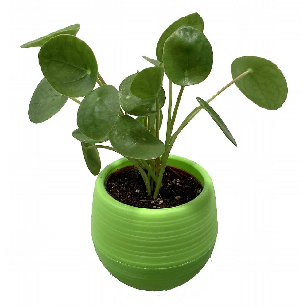 Chinese Money Plant Pilea peperomioides in 3&quot; Green Self