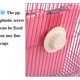 thumbnail image 2 of Rabbit Feeder Bunny Guinea Pig Hay Feeder, Hay Guinea Pig Hay Feeder, Chinchilla Plastic Food Bowl (Pink) Pink -, 2 of 4