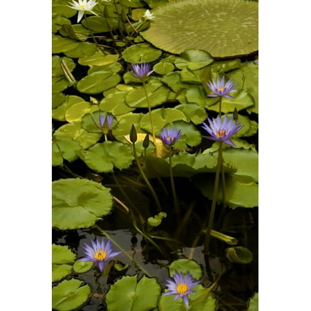 purple water lilies ii print by george johnson walmart com