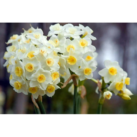 Avalanche Tazetta Daffodil/Narcissus - 5 Bulbs - 13/15 cm Bulbs