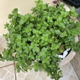 thumbnail image 5 of Set 4 Mojito Mint Plants, 4 to 7 Inch Tall Fresh Herb Starter Plant, Without Pot, Mint Live Plant for Patio and Garden, Culinary Herbs Fragrant Leaves, 5 of 5
