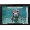 thumbnail image 3 of Portrait of a West Indian Manatee or Sea Cow in Crystal River, Three Sisters Spring, Florida, Framed Art Print Wall Art by Karine Aigner Sold by Art.Com, 3 of 6