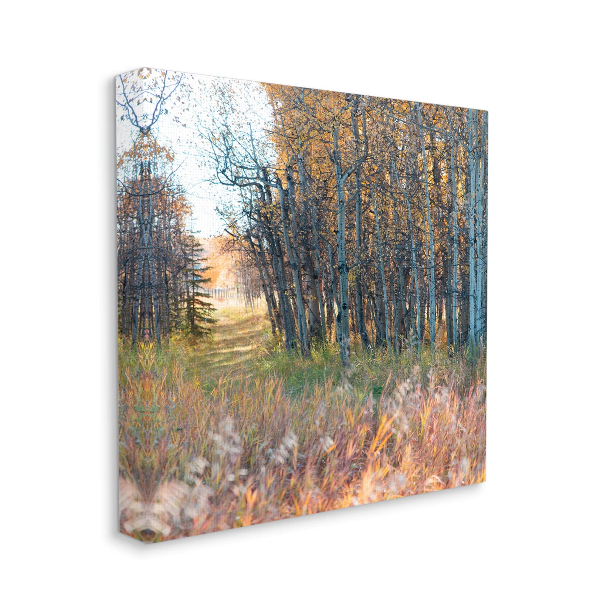 Stupell Industries Autumn Birch Trees Grassy Path Woodlands Photography Cabin Photography Gallery-Wrapped Canvas Print Wall Art, 30 x 30, Design by Carol Robinson