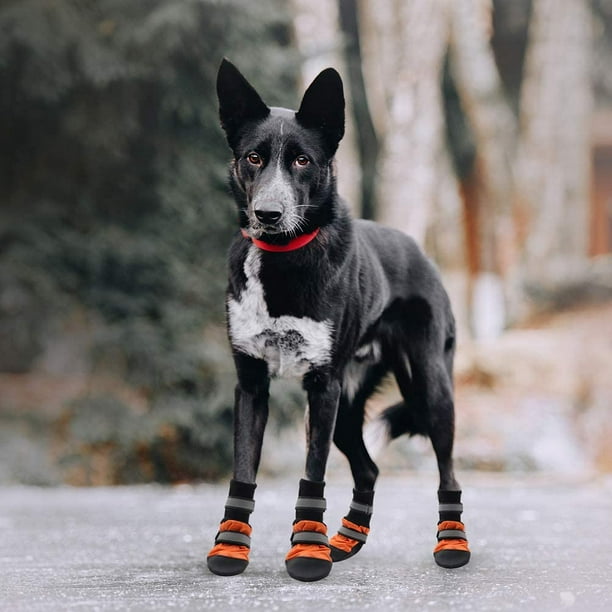 Les chaussons de neige pour chien : choix, conseils, prix