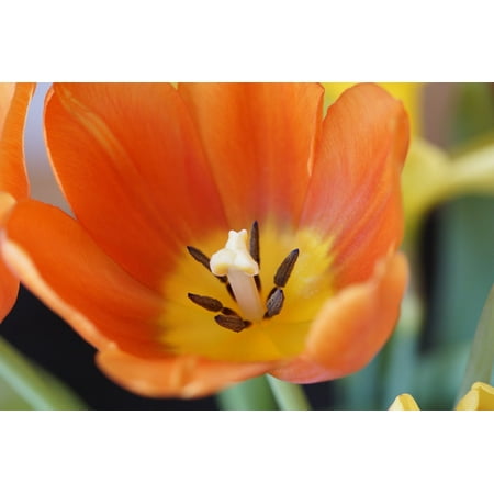 Orange Gradient Frames Framed Art for Your Wall Tulip Red Harbinger of Spring Orange Close Spring 10x13 Frame ()