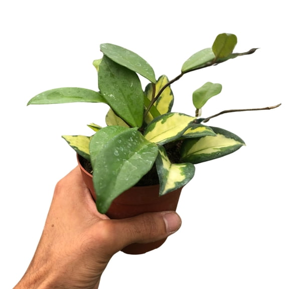 Hoya Carnosa 'Krimson Princess', 4" Pot, Indoor Houseplant, Easy Care, Live Plant for Indoor & Outdoor