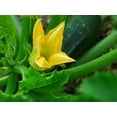 thumbnail image 3 of 50 Graines de Courgette Beauté Noire Courge d'Été Cucurbita Pepo Légumes, 3 of 5