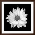 thumbnail image 2 of Art.com White Daisy Photographic Print by Gail Peck, Brown Frame Wall Art, 38" x 38", 2 of 5