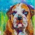 thumbnail image 2 of St Hilaire, Elizabeth 15x15 Black Ornate Wood Framed with Double Matting Museum Art Print Titled - Bull Dog, 2 of 4