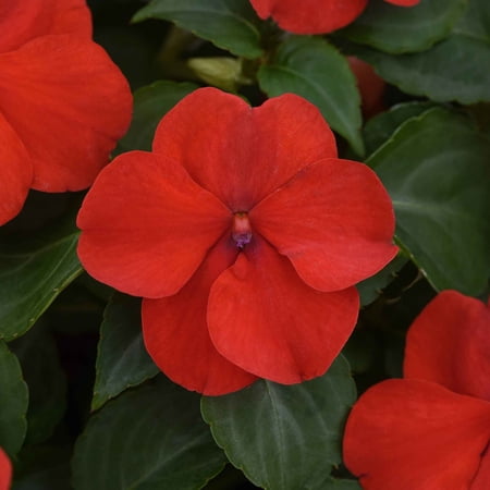 Impatiens Seeds - Beacon Bright Red - Packet - Red Flower Seeds, Hybrid Seed Attracts Bees, Attracts Butterflies, Fragrant, Container Garden