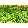 thumbnail image 4 of 50 OREGON STONECROP Sedum Oreganum - Green Bronze Orange Red Succulent Foliage - Native Yellow Groundcover Flower Seeds, 4 of 10