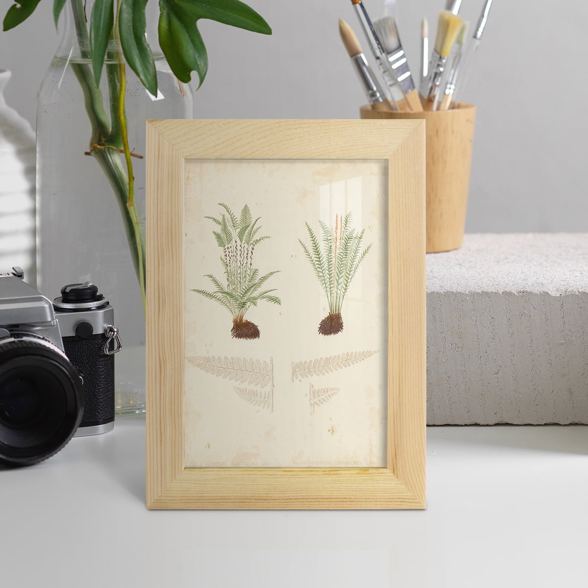 Fern Study III -Framed Print w/glass-Natural Wood