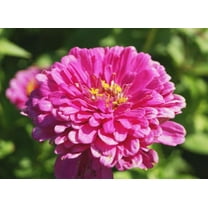 Equisite Zinnia 200  Seeds Beautiful Bright Crisp Colors