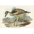 thumbnail image 2 of Gould, John 24x17 White Modern Wood Framed Museum Art Print Titled - Southern Stone-Plover-Edicnemus grallarius, 2 of 4