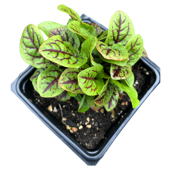 Red-Veined Sorrel (Rumex sanguineus) Organic Plant in 2.5-inch Pot by Smoke Camp Crafts - Bloody Dock - Edible Perennial