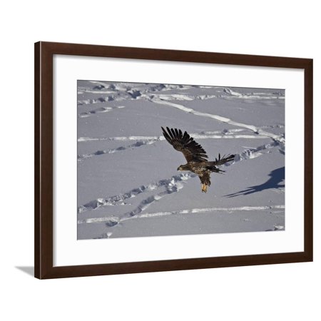 Juvenile Golden Eagle Aquila Chrysaetos In Flight Over Snow In The Winter Framed Print Wall Art By James Hager