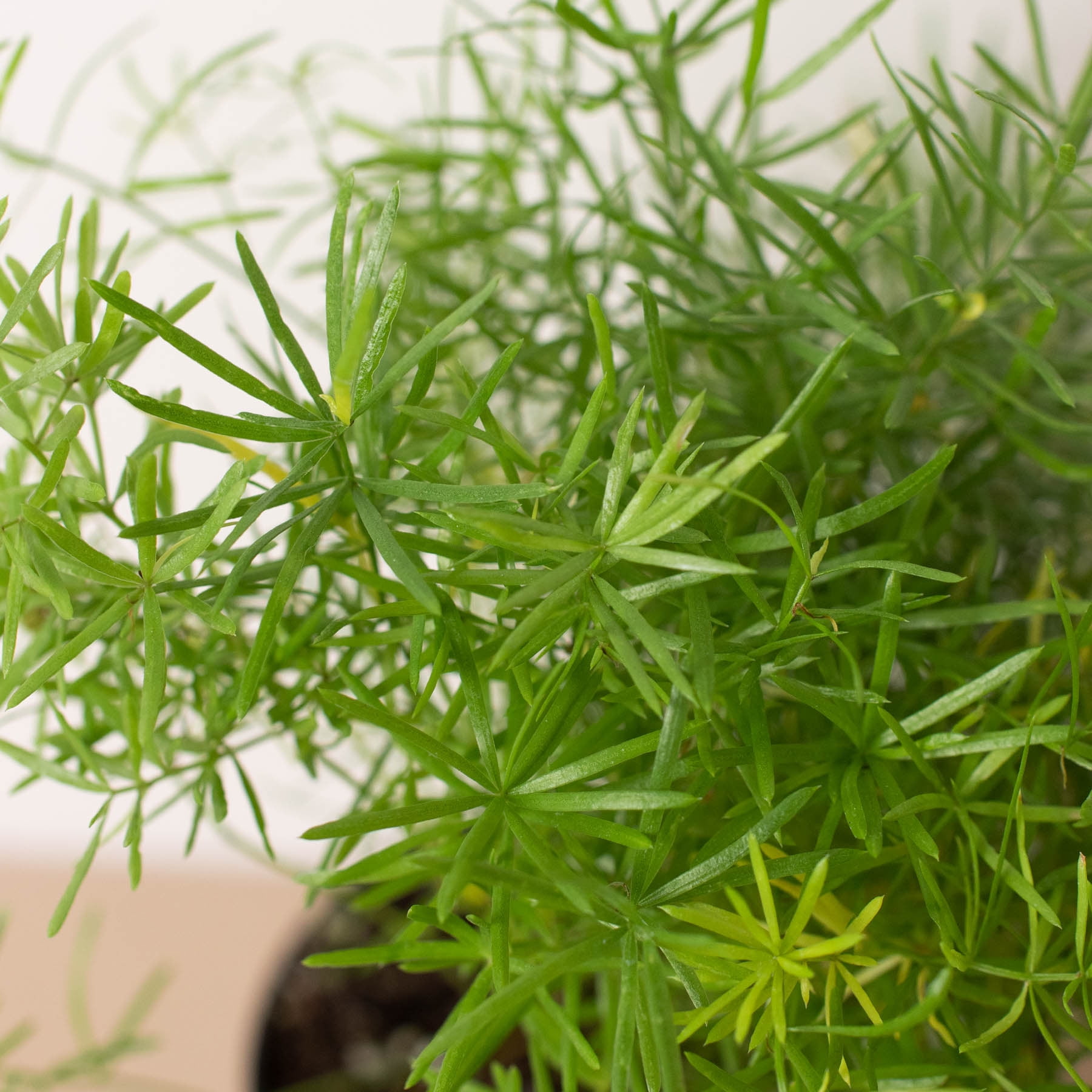 Fern 'Sprengeri', 4" Pot, Indoor Houseplant, Easy Care, Live Plant for Indoor & Outdoor