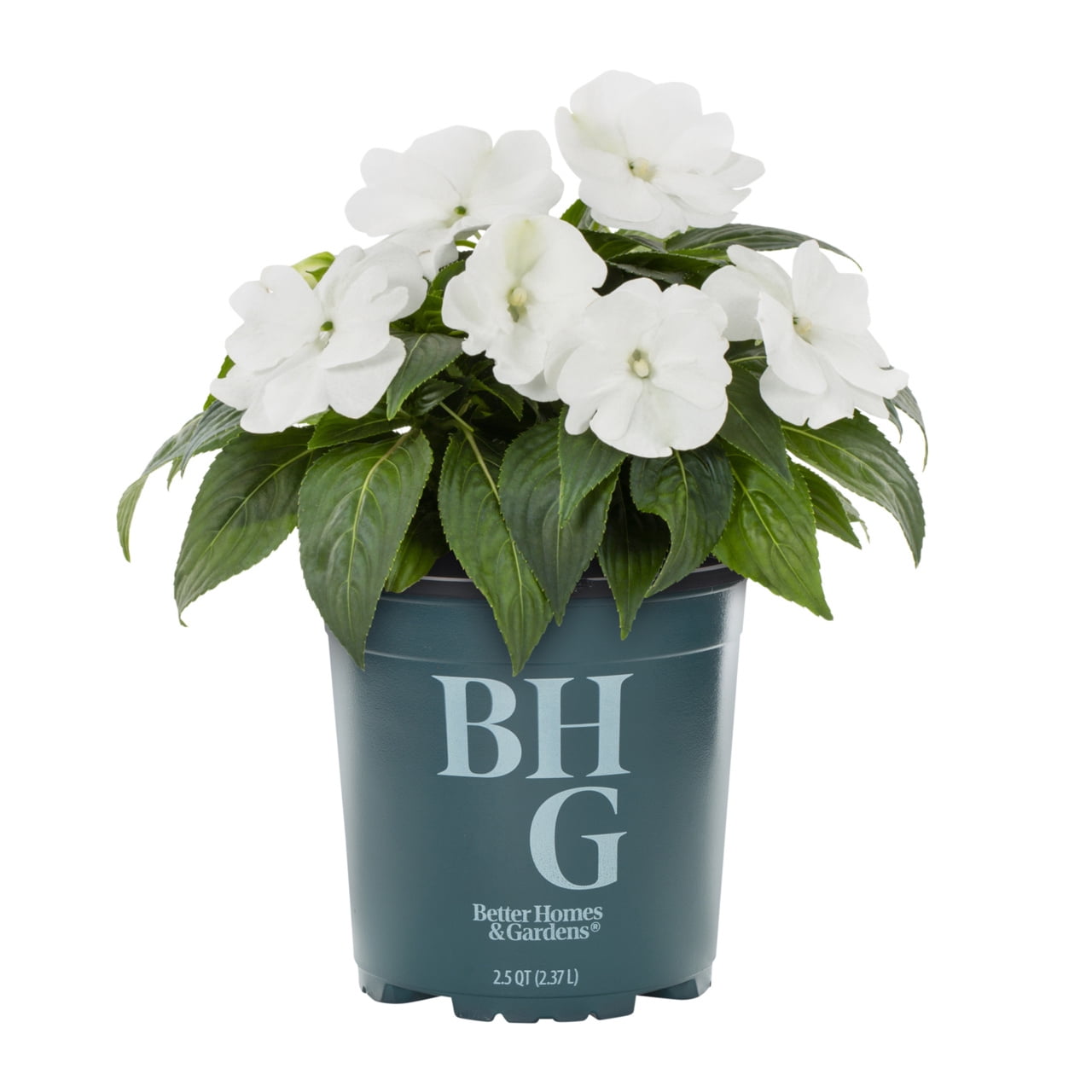 Better Homes & Gardens White New Guinea Impatiens Live Annual Plant, 3-Pack