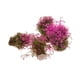 thumbnail image 4 of 4 Tren modelo Algas acuáticas Plantas acuáticas Césped Diseño de paisaje Paisaje Fucsia, 4 of 7