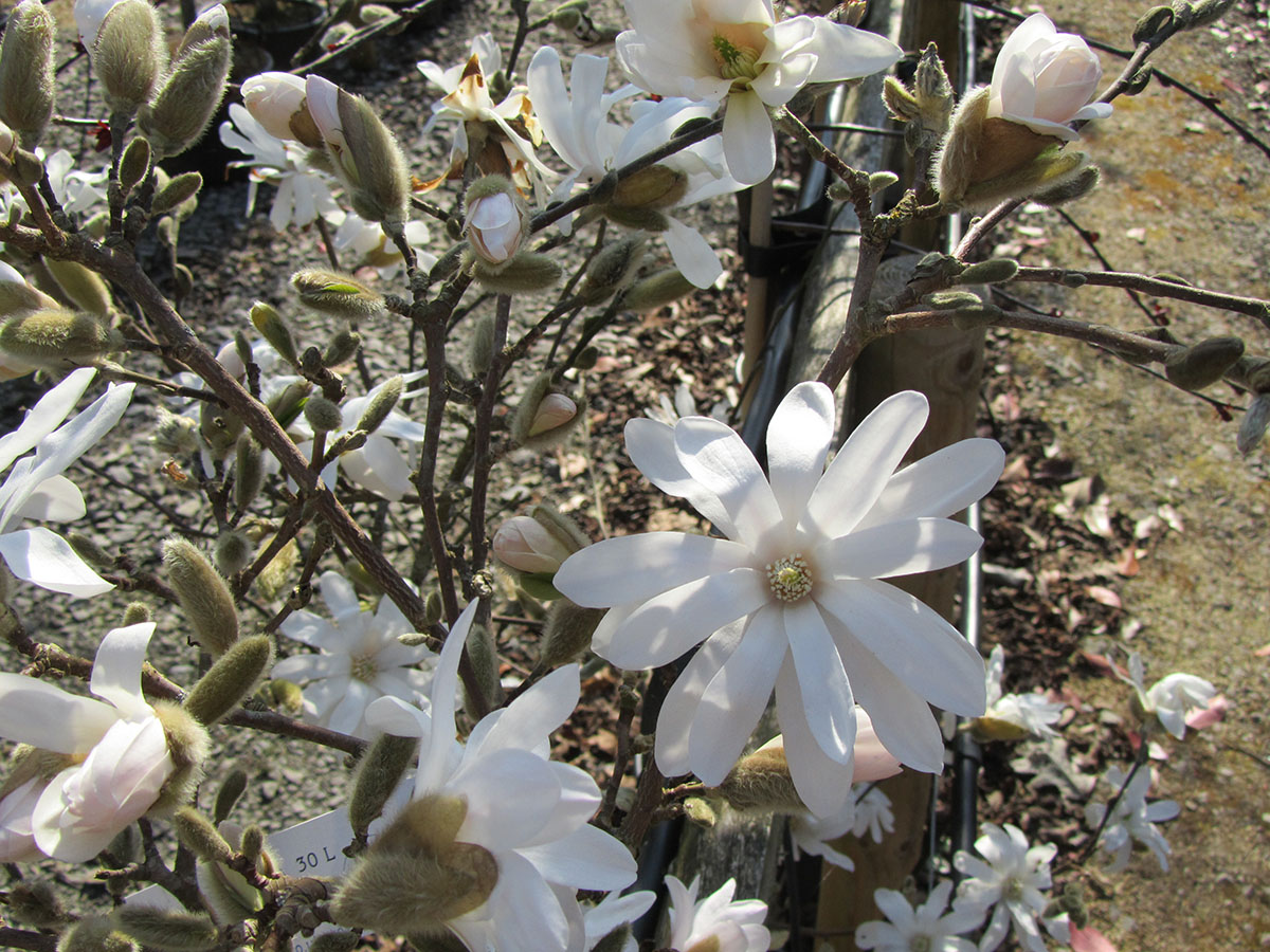 White Star Magnolia Tree