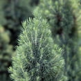 thumbnail image 3 of Dwarf Alberta Spruce - Picea Conica | 2 Gallon Size Container, 3 of 5