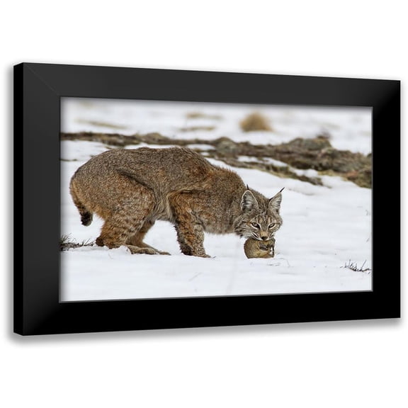 Verdon 14x11 Black Modern Framed Museum Art Print Titled - Bob the cat