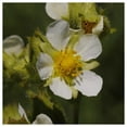 thumbnail image 2 of Everwilde Farms - 1/4 lb Prairie Cinquefoil Native Wildflower Seeds - Gold Vault Bulk Seed Packet, 2 of 2