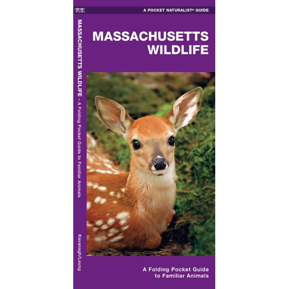 Massachusetts Wildlife: An Introduction to Familiar Species