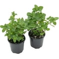 thumbnail image 6 of 2 Live Spearmint Plants (Mentha Spicata) – Fragrant & Flavorful Herb, Thriving in 4” Nursery Pots, 6 of 7
