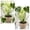 186#Gold, variant on Iron Turtle Shell Plant Support Stakes 6 in, Heavy Duty Monstera Trellis Climbing Holder Supply Feature Element Item for Indoor Pothos, Philodendron, Plants.