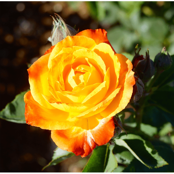 Pinata Rose Plant Live, Orange and Yellow Rose, Heirloom Roses Climbing Rose Plant, 4 to 6 Inch Tall, Ship No Pot