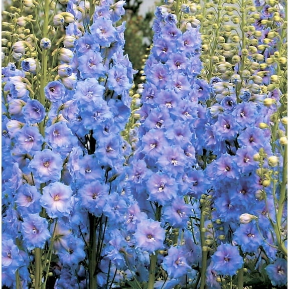 TomorrowSeeds - Light Blue Rocket Larkspur Seeds - 1500  Count - For 2026 Planting Delphinium