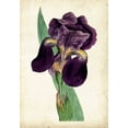 thumbnail image 2 of Curtis 18x24 White Modern Wood Framed Museum Art Print Titled - Curtis Iris I, 2 of 4