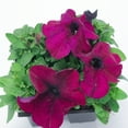 thumbnail image 2 of Expert Gardener 4-pack Petunia Burgundy Dreams Annual Live Plants, 2 of 7