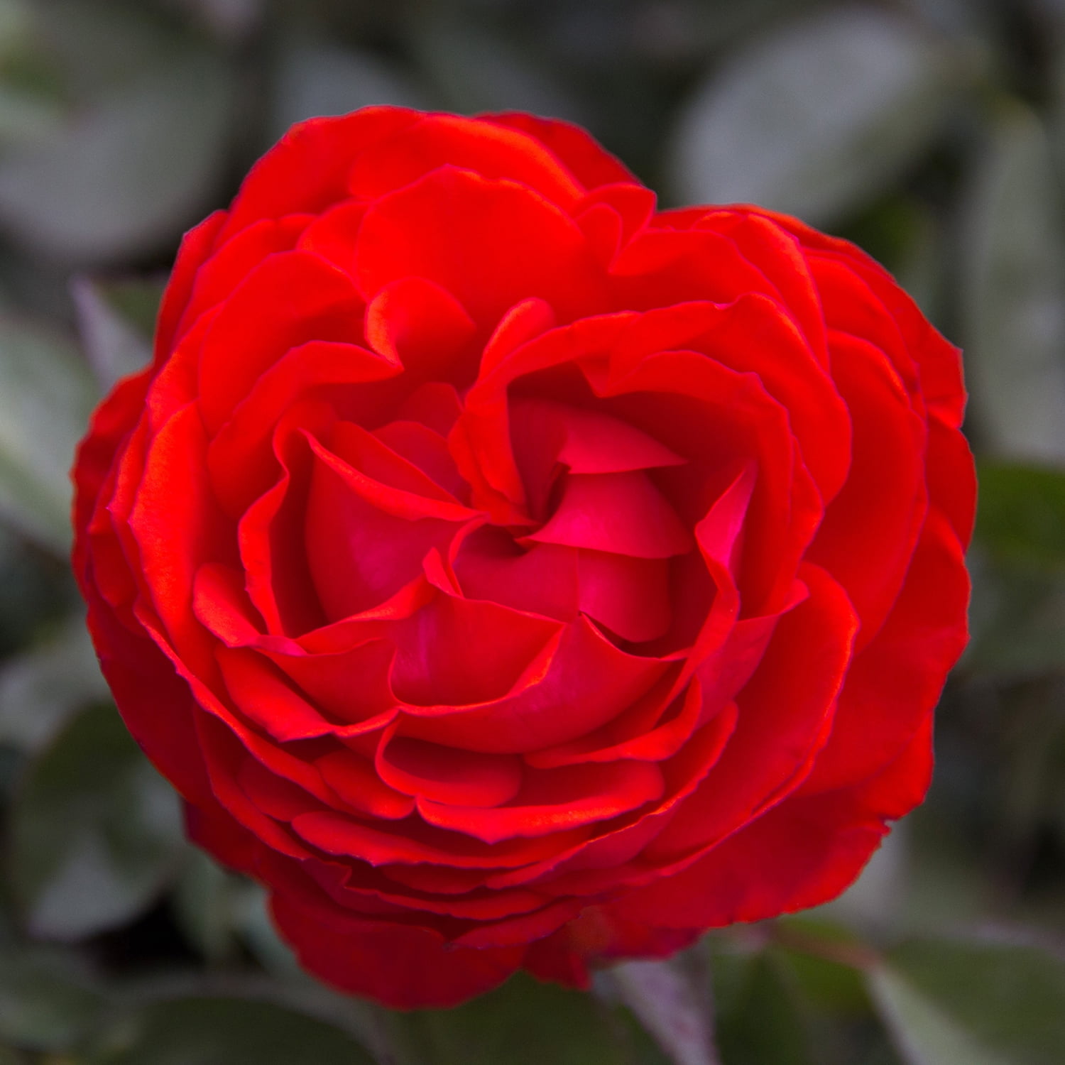 True Bloom by Altman Plants 'True Passion' PP28929 Orange Rose Bush, 8qt. Pot, Live Roses, Full Sun
