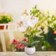thumbnail image 4 of Bonsái De Orquídea Artificial De Tela 1 unidad de bonsái de Phalaenopsis de tela blanca y cerámica,orquídea artificial alta de seda en maceta para decoración del hogar y bodas. Rkxzt, 4 of 8