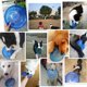 thumbnail image 4 of Discos voladores para perros Juguetes para perros Juguetes interactivos para pequeños y medianos, 4 of 8