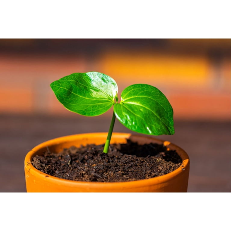 tiered plant rack Three Tiered Plant Stand main image 0