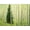 Unframed, variant on Art.com Silver FIr in Aspen Grove, White River National Forest, Colorado, USA Stretched Canvas Print Wall Art by Charles Gurche, 16" x 12"