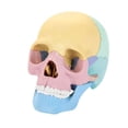 thumbnail image 1 of Human Skull Anatomy Model With Detachable Parts For Science Learning And Study Size Approx 7.7In Long Weight 0.73Lb Educational Assembly Toy Teaching Aid, 1 of 9