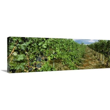 Great BIG Canvas Charles Blakeslee Premium Thick-Wrap Canvas entitled Vineyard of mature Cabernet Sauvignon wine grapes ready for