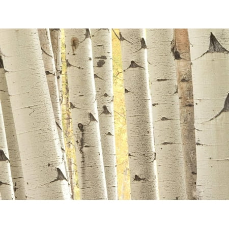Aspen Trees, White River National Forest Colorado, USA Print Wall Art By Charles