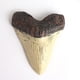 thumbnail image 4 of Dientes de tiburón Resina Retro Enseñanza Props Fósiles Megalodon resistente al fósil Diente de megalodon para aprendizaje Regalos de decoración Halloween Jumpingount  HA011484-00B, 4 of 6