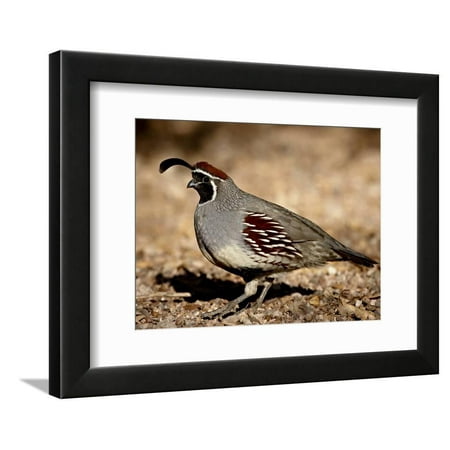 Framed Bird Prints For Sale Male Gambel's Quail Scratching for Food, Henderson Bird Viewing Preserve Framed Print Wall Art By James Hager ()