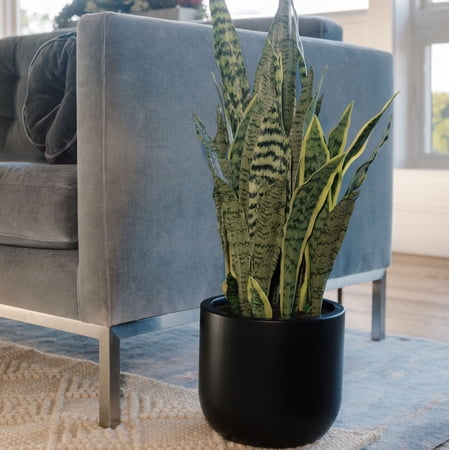 30 Snake Plant fake plant