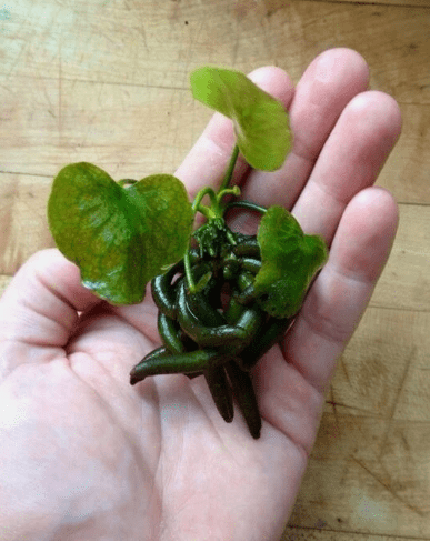 Banana Plant Nymphoides Aquatica Live Aquarium Plant – Easy Freshwater Fish Tank Plant